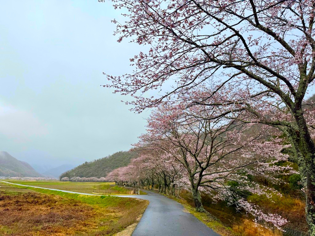 栗原の桜並木／上郡町ホームページ