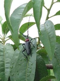 クビアカツヤカミキリ