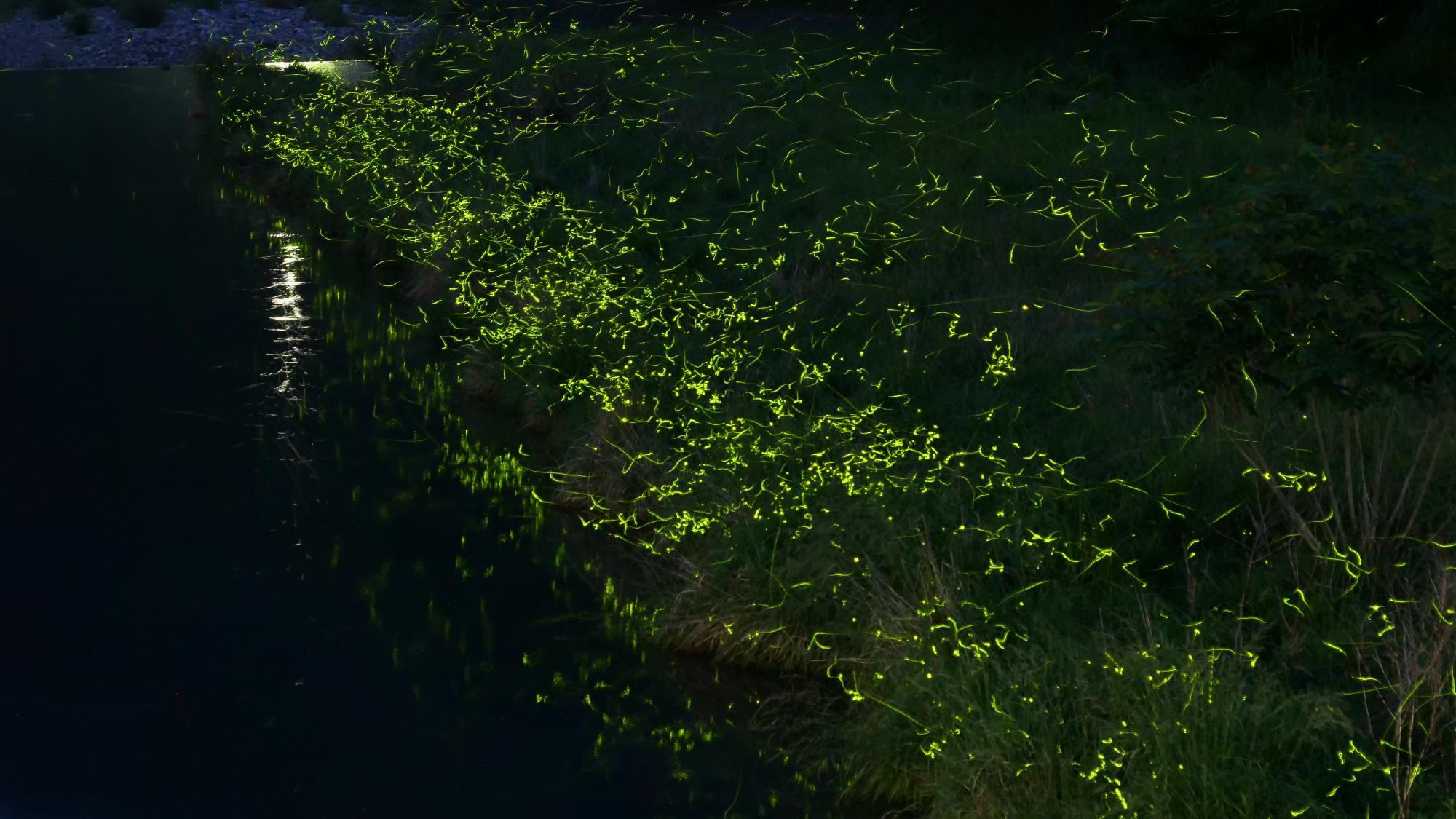 鞍居川で数千匹のホタルが舞い飛ぶ「ホタル銀河」
