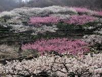 坂本梅園にて梅の花が満開に咲き誇っている写真