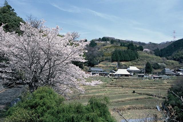桜が咲いている小野豆集落の画像