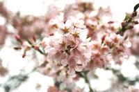 小野豆しだれ桜が咲き始めた頃の写真、4月中旬開花予定