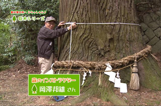 森のインストラクター岡澤邦雄さんが千年杉に巻き尺を巻いている様子の写真