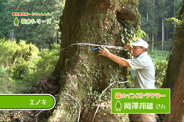 森のインストラクターである岡澤邦雄さん(男性)がエノキの巨木の周囲をメジャーで測っている写真