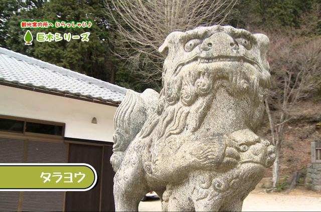 船坂神社「タラヨウ」の狛犬が映っている写真