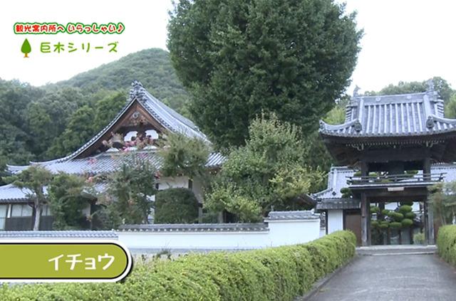 神社の敷地内に生い茂る巨大なムクノキとイチョウの木の写真