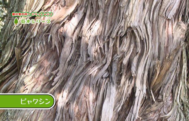上郡町法雲寺の巨大なビャクシンの木肌の写真