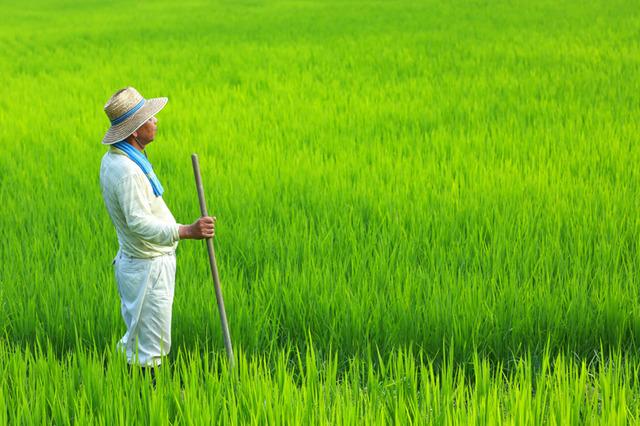 青青とした田んぼの中に棒を持って立つ農作業者の写真