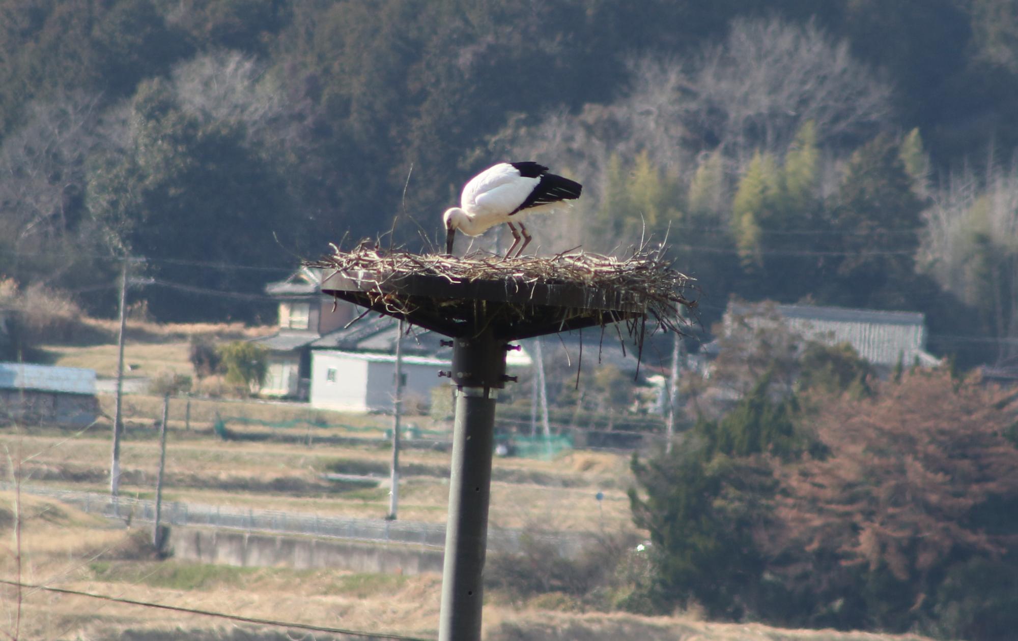 コウノトリ