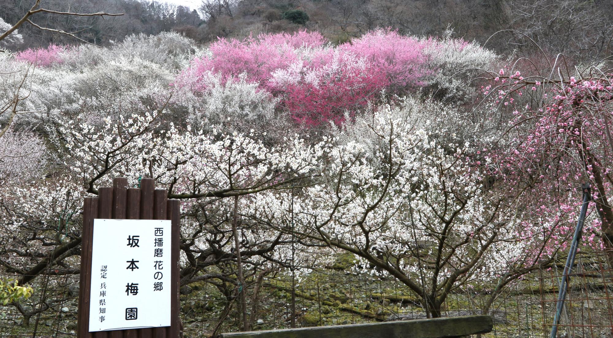 坂本梅園の梅2