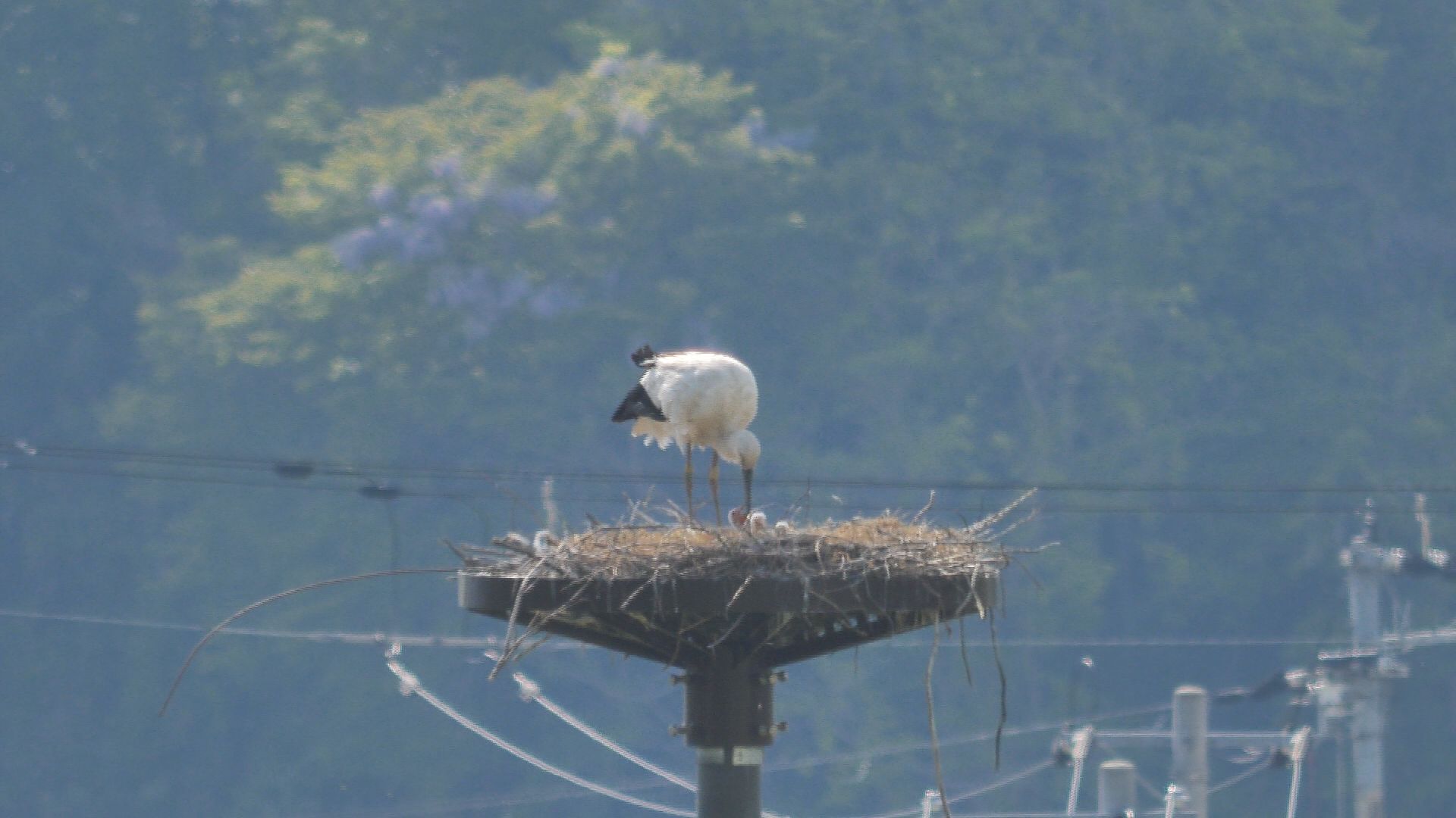 コウノトリ営巣