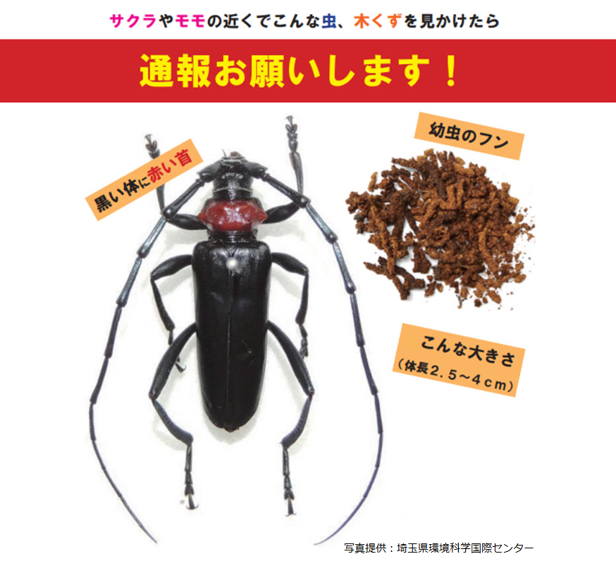 クビアカツヤカミキリ
