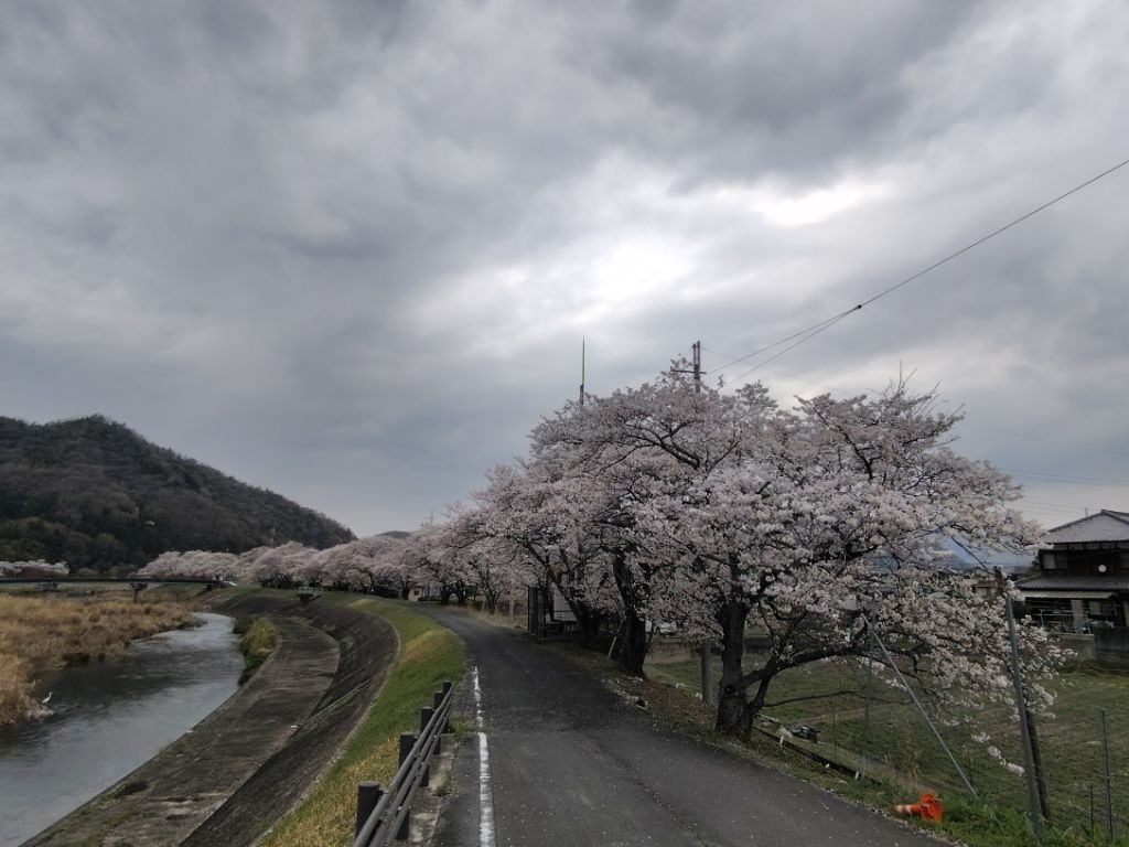 竹万の桜並木