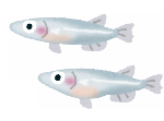 メダカ